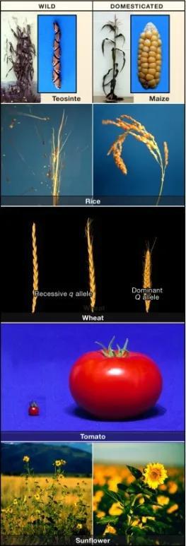 图1 一些典型的驯化综合征在玉米、水稻、小麦、番茄和向日葵中的表现（引自Doebley等2006年发表的文章）