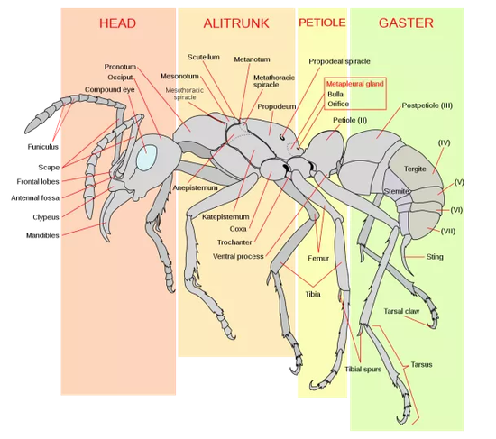 蚂蚁头上灵活的触角与强壮的颚 。图片来源：wikipedia-Mariana Ruiz