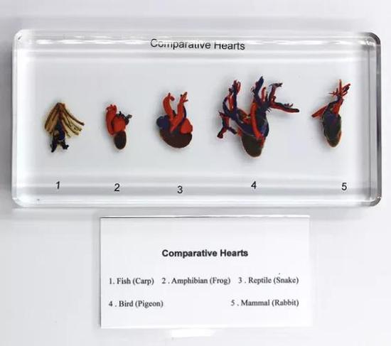 从左到右：鱼（鲤鱼）、两栖动物（青蛙）、爬行动物（蛇）、鸟类（鸽子）和哺乳动物（兔子）的心脏比较。图片来源：Lucite Treasures