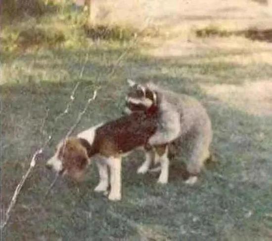 又放错了 是这张 ↓