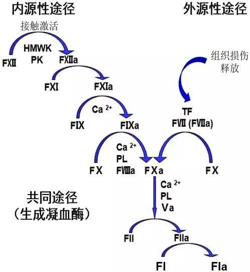 图1“凝血瀑布”，凝血因子 （下标a表示活化状态） 级联反应