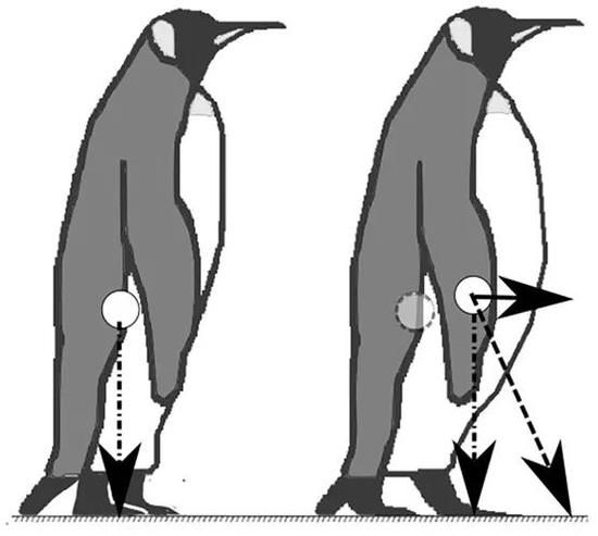 相对于瘦子企鹅（11kg），胖子企鹅（13.2kg）的重心稍微向前一些，走起路就不太稳图源：文献2