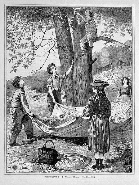 1870年描绘小朋友打美洲栗的木版画 图片来源：wikipedia