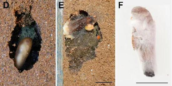 欧洲狼蜂的茧被霉菌覆盖。图片:Tobias Engl /  European Journal of Entomology (2016)
