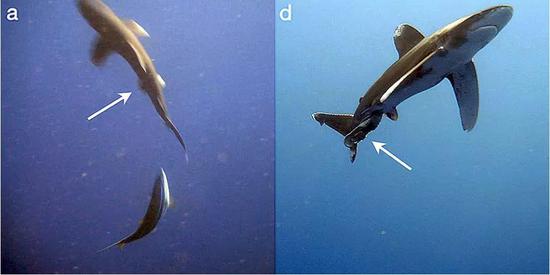 鲨鱼的卫生秘诀把肠子拉出来洗一洗