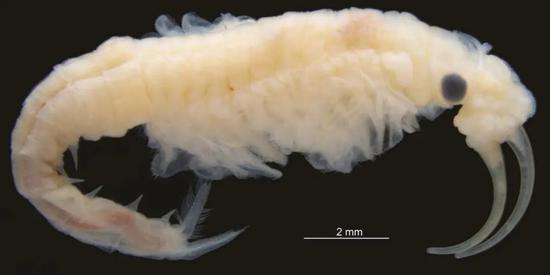 Phallocryptus fahimii