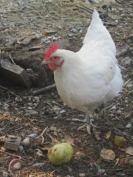 商业白蛋鸡的品种大都属于白来航鸡（White Leghorns）。图片来源：wikimedia