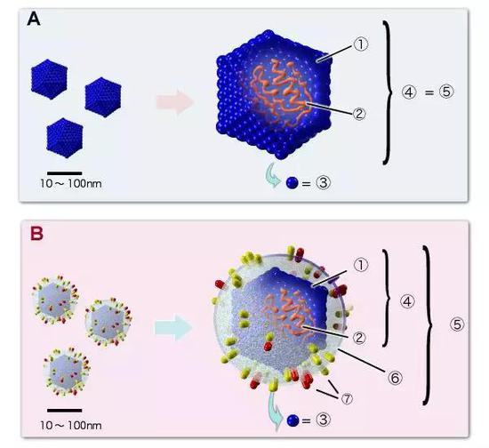 A。无包膜病毒；B。具包膜病毒。①衣壳，②核酸，③壳粒，④核衣壳，⑤病毒体，⑥外套膜，⑦刺突蛋白（图片来源：维基百科）