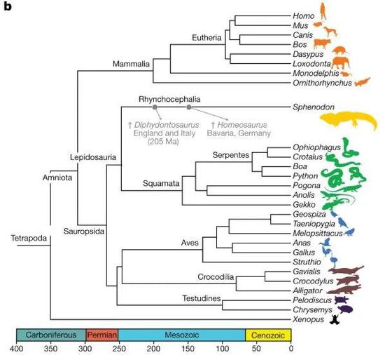 基因组信息让tuatara在生命之树上找到了合适的位置，大约在2.5亿年前，tuatara的祖先与蛇和蜥蜴的共同祖先在进化道路上分开