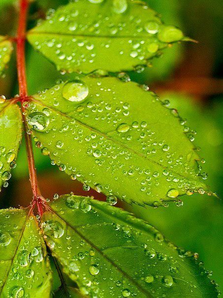 科学探索|植物晚上在干啥？吐水给敌人的敌人“屯粮”