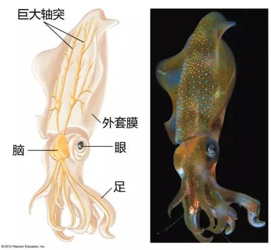 枪乌贼个体（右图）和枪乌贼的巨大轴突示意图（左图） | mun.ca/biology/