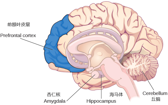 与记忆产生相关的脑区（图源：Bing）