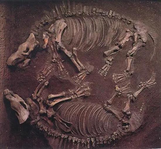 同一化石坑埋藏的两具披毛犀全身骨骼化石 　　来源：内蒙古博物院