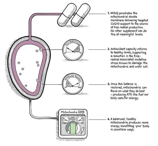 新浪科技综合|每个人的身体里有几万亿个发电站,这是怎么回事?