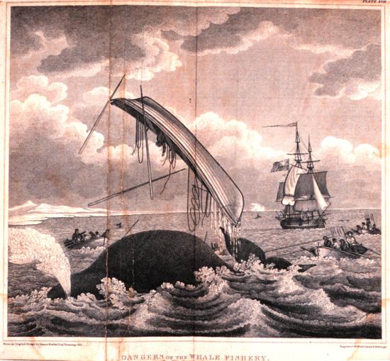 ▲英国探险家William Scoresby书中描写“危险的捕鲸业” （来源：photolib.noaa.gov）