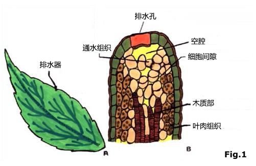 科学探索|植物晚上在干啥？吐水给敌人的敌人“屯粮”