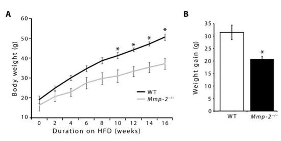 ▲缺乏MMP-2的小鼠，在高脂饮食下，体重有明显减轻（图片来源：《Science Translational Medicine》）