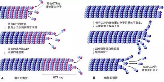 增长的微管和缩短的微管示意图