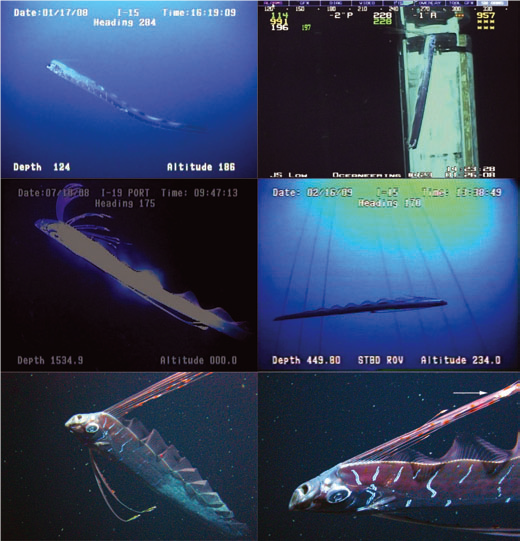 在深水层拍到的皇带鱼生活照 | Benfield et al。 / Journal of Fish Biology （2013）