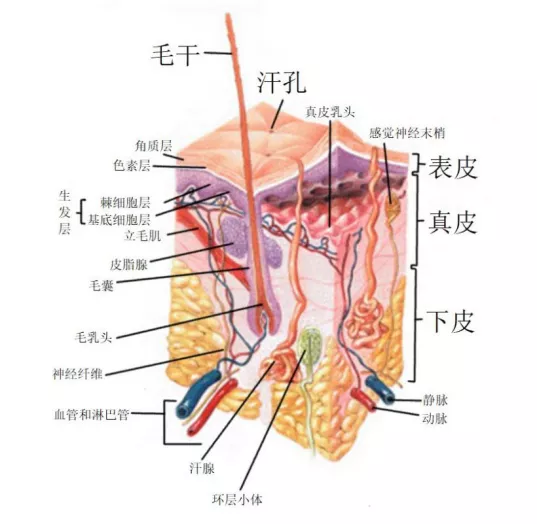 皮肤的结构