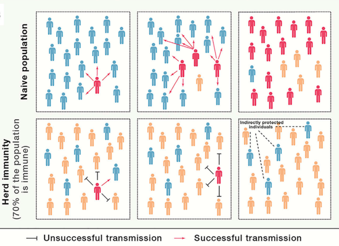 “群体免疫”模型