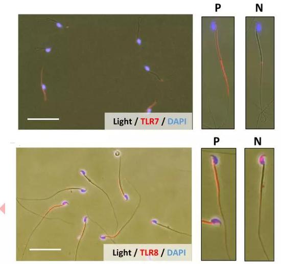 TLR7和TLR8只会特异地在含有X染色体的精子中表达