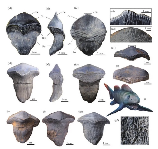 山西阳泉太原组钱石灰岩里的瓣齿鲨的牙齿化石（盖志琨摄，杨定华绘制复原图）