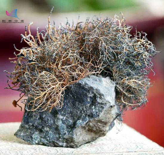 图4:南极长城站的地衣标本(高登义拍摄)