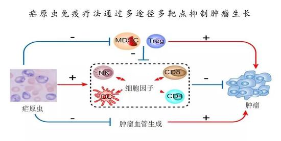 疟原虫抗癌的机制，红色箭头或“+”表示促进，蓝色线或“-”表示抑制（图片来源：陈小平团队）