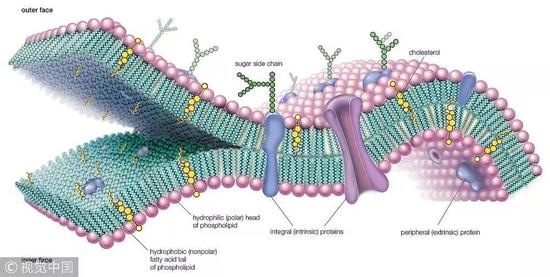 细胞膜的磷脂双分子流动镶嵌结构模型(08视觉中国)