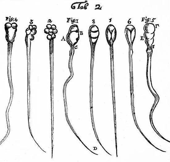 这个标本图掀起轩然大波，此前科学界一致认为精子里有小人。