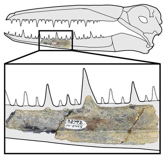 图1.伪齿鸟化石标本