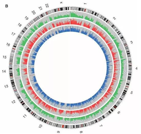 染色体示意图（外环）由pter-qter 顺时针排列（着丝粒为黄色）。其他（由外到内）：GC 含量（绿；范围：30-55%），总测序深度（红；每 SNP 40-100 reads），胎儿特异性读取测序深度（蓝；每 SNP 1-8 reads）。 图片来自解螺旋网。