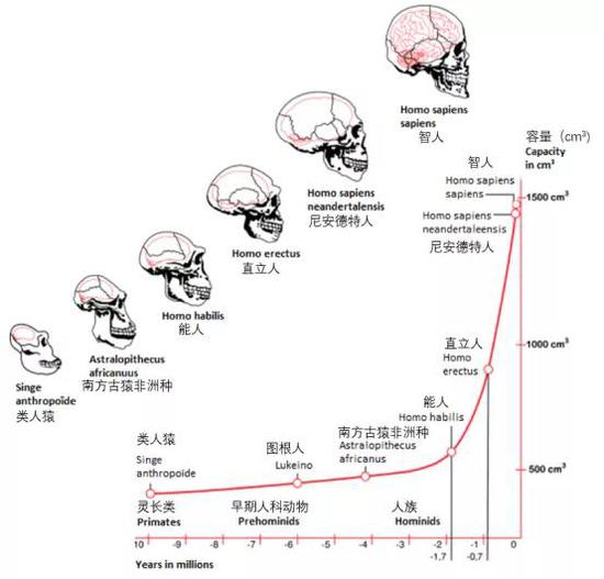 基于古灵长类动物和早期原始人化石颅骨内，铸型所示的人类进化,横坐标示年代，纵坐标示脑容量。图来自：https：//doi.org/10.15761/imm.1000287