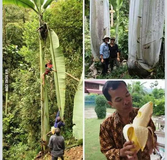  巴新岛的巨型香蕉树以及成熟的香蕉。巨型香蕉内含有大量种子（C），当地人通过种植与扦插两种方式繁殖香蕉。这种巨型香蕉是当地的野生蕉类在自然过程中发生变异后，经由当地人选育保留的栽培品种（图片来自9gag.com）
