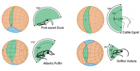 不同的鸟类，立体视觉、单眼视觉和视觉盲区的范围并不相同（图片来源于网络）