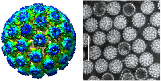 图1。 HPV结构：左为模式图，右为电镜图，主要显示的是HPV的蛋白衣壳