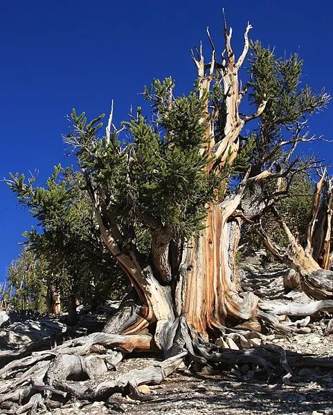 大盆地刺果松（Pinus longaeva）。图片来源：wikipedia