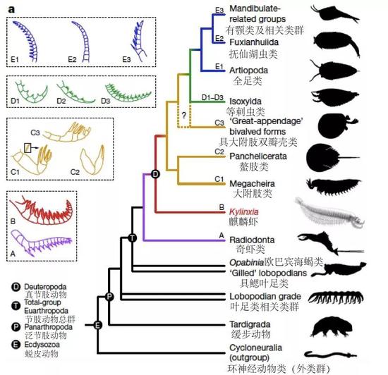 麒麟虾与早期节肢类前附肢演化重建 图片来源：中国科学院南京地质古生物研究所