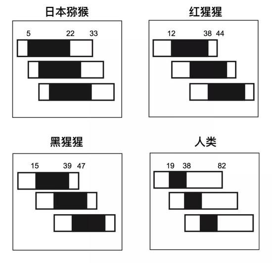 四个物种相邻三代雌性间生育期的重合程度。每个横条代表一代雌性的生命历程，第一代位于最上方，涂黑的部分代表生育期。（来源：Cant et al。， 2008）