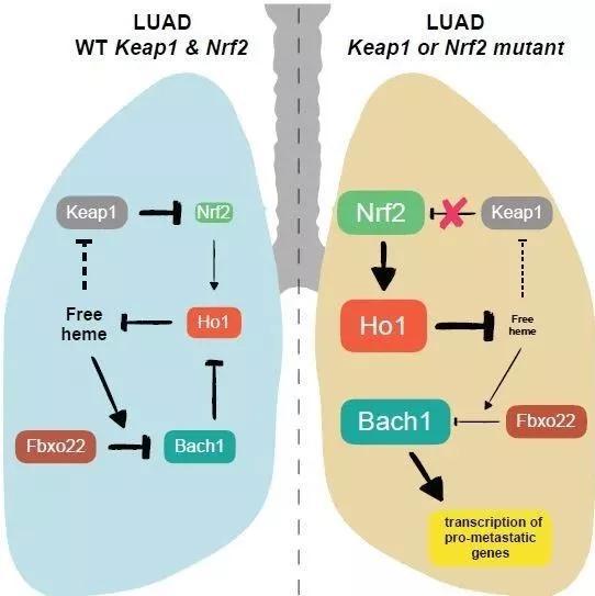 ▲NRF2通过HO-1稳定Bach1的作用通路示意图（图片来源：参考资料[2]）