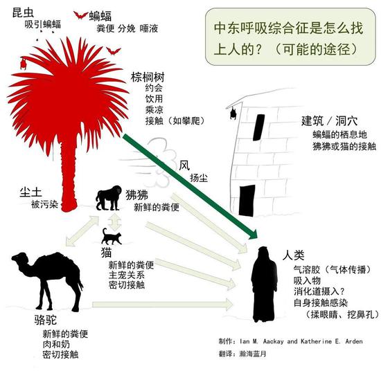  图3。 MERS病毒由蝙蝠传播到人的各种途径 | 图片来源于网络