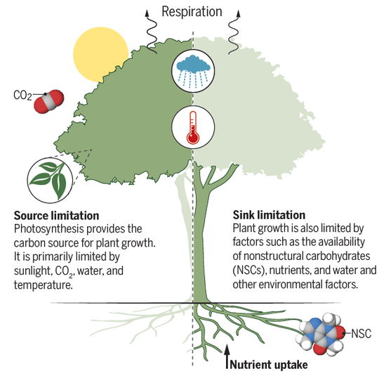 科学探索|树木生长由什么决定？最新《科学》：我们可能弄错了