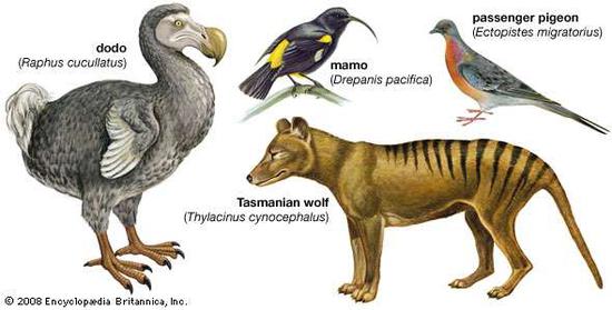  ▲因为人类影响而灭绝的动物，成为了复活的“明星”物种。（来源：Encyclopedia Britannica）