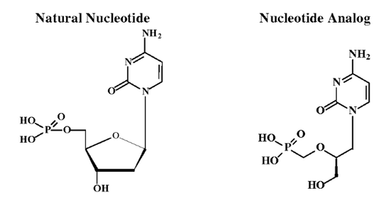 西多福韦（右）结构酷似脱氧胞苷一磷酸（左），这是它最主要的抗病毒原理（图源：参考资料）