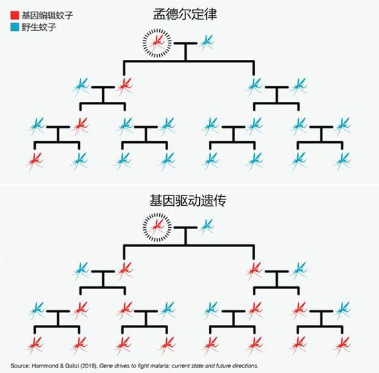 基因编辑技术被称为基因驱动，与人工智能都值得关注 