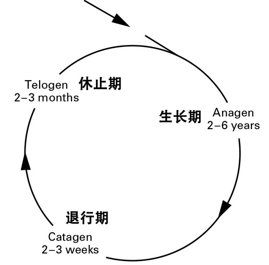 头发生长周期