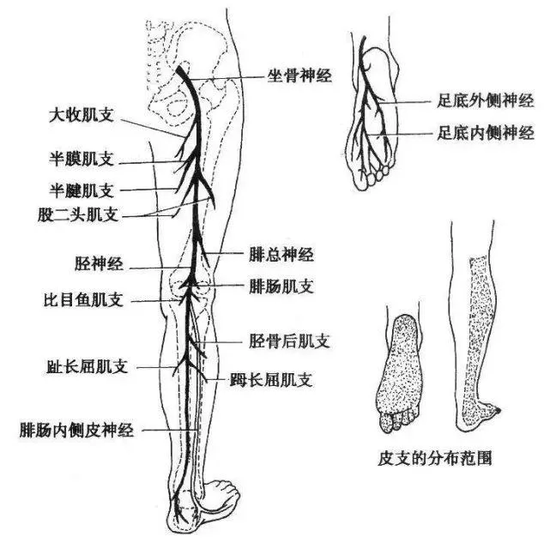 下肢神经分布示意图 来源丨搜狐网