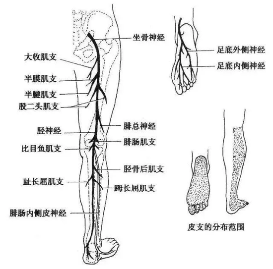 下肢神经支配分布图图片