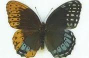 前面两只是普通的蝴蝶， 第三只是半雌半雄| Andrei Sourakov， Florida Museum of Natural History